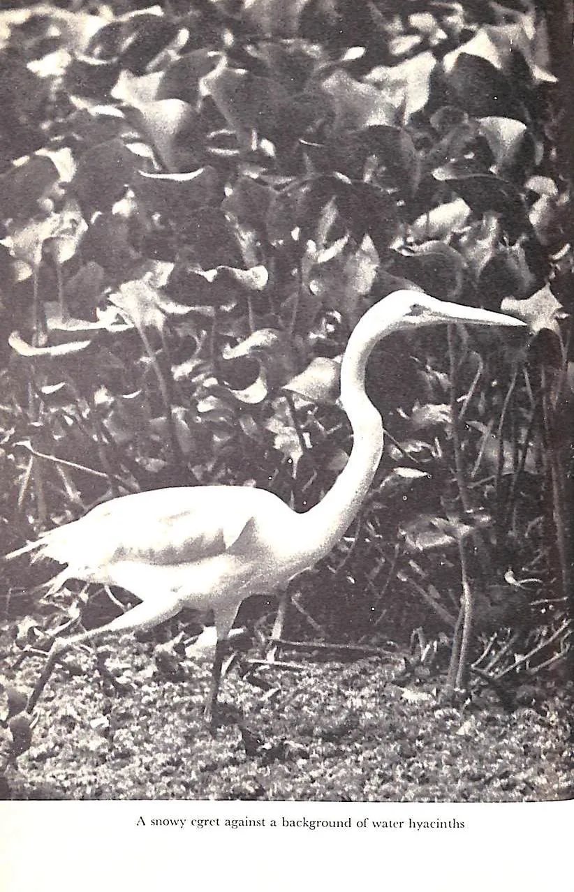 "Tukani" 1960 SICK, Helmut